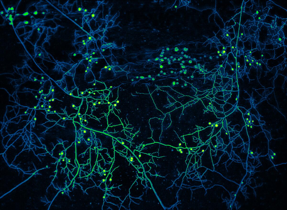 The Hidden Peril Beneath Our Feet: How Underground Fungi Are Critical to Climate Resilience